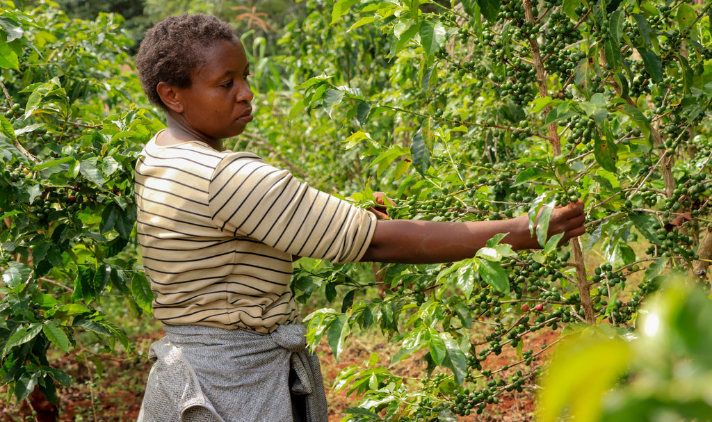 Why Buying Kenyan Coffee in North America Supports Sustainable Women-Led Businesses