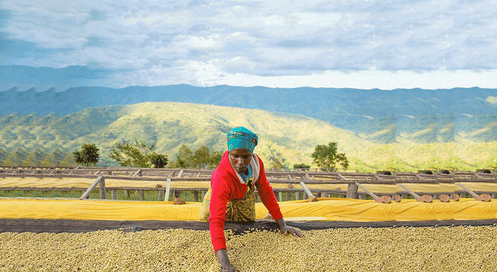 Empowering Women in Coffee: A Journey of Resilience and Success