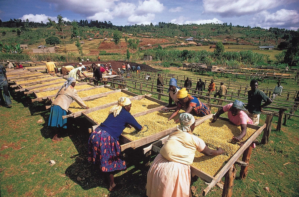 Sustainable Coffee Farming Practices: Preserving the Planet for Future Generations