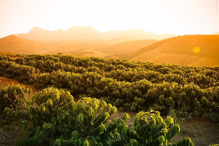 How Climate Affects Coffee Sustainability: A Deep Dive