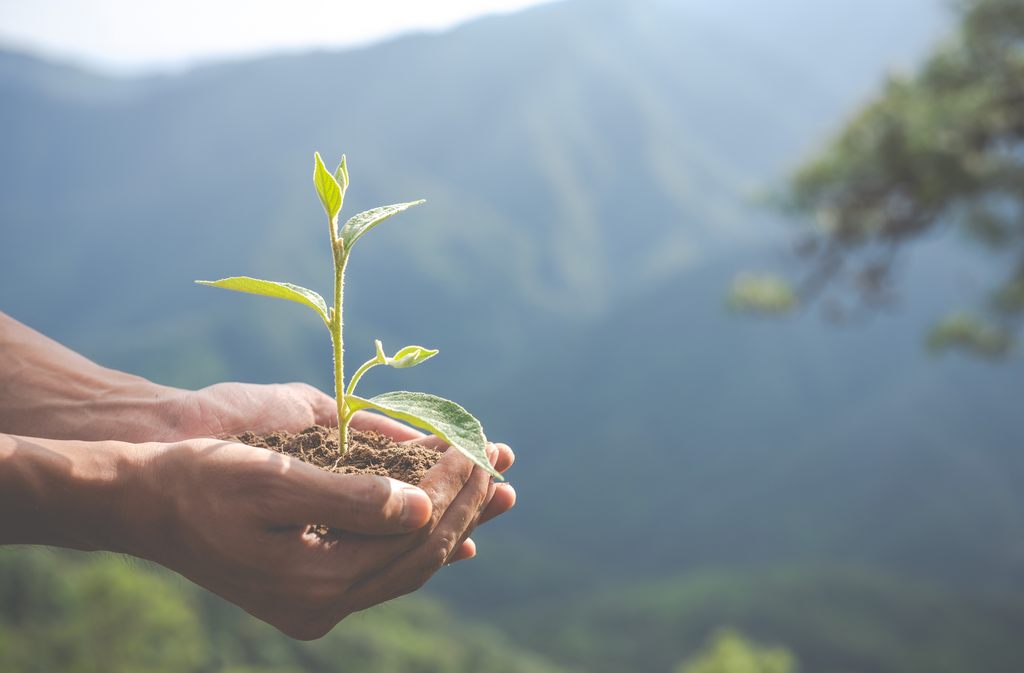 Sustainability in Coffee Production: A Global Effort for a Greener and Fairer Cup