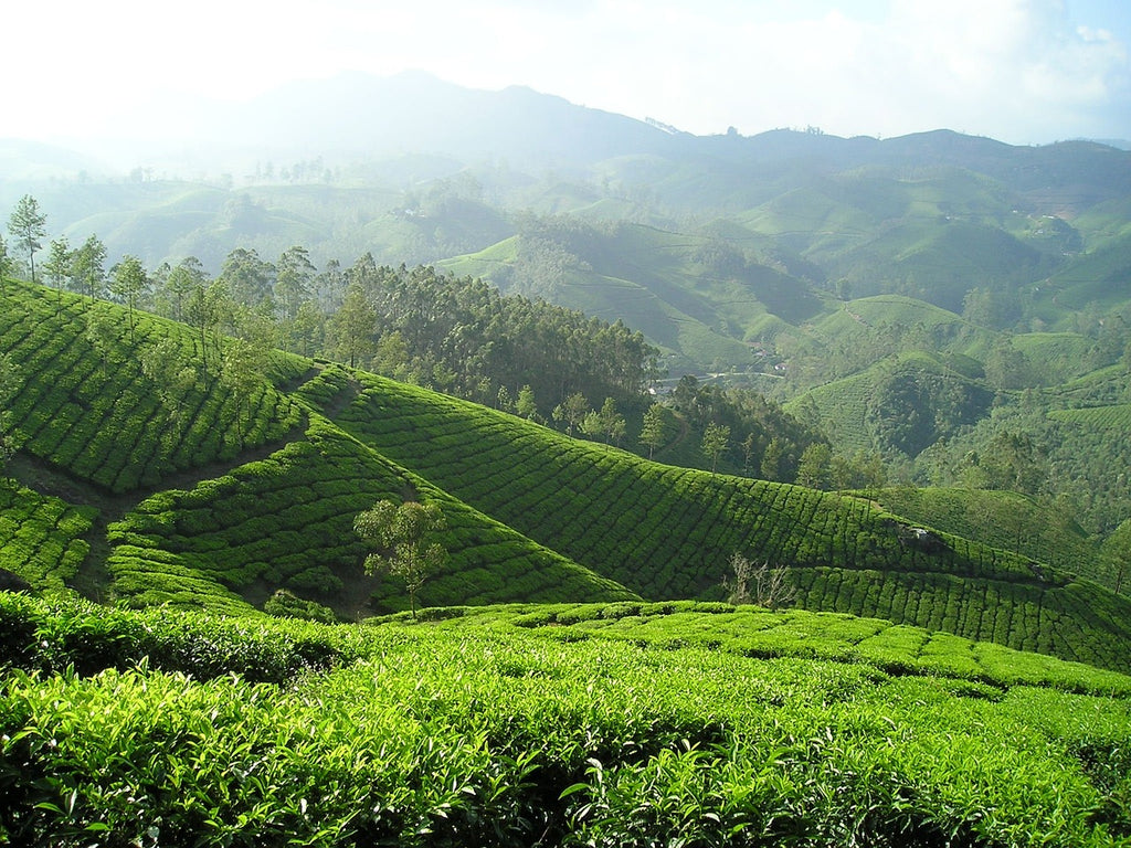 Regenerative Farming in Coffee: Cultivating a Sustainable Future