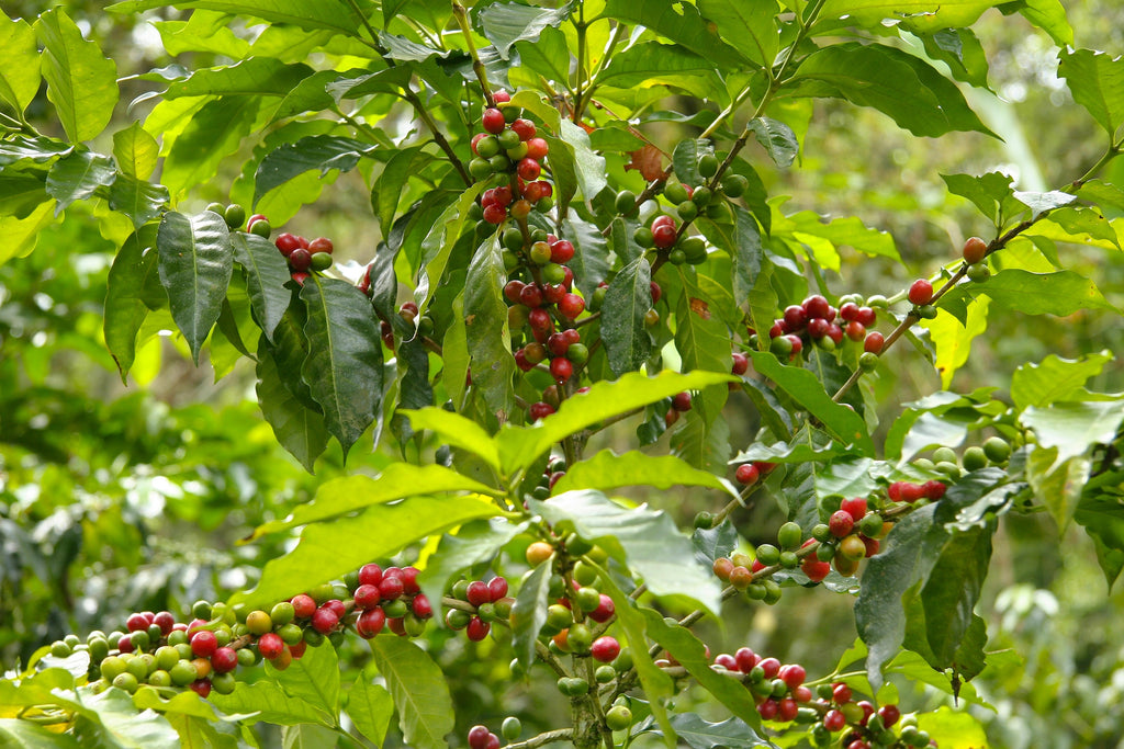 Coffee Culture Around the World: A Global Journey of Aromas, Traditions, and Rituals