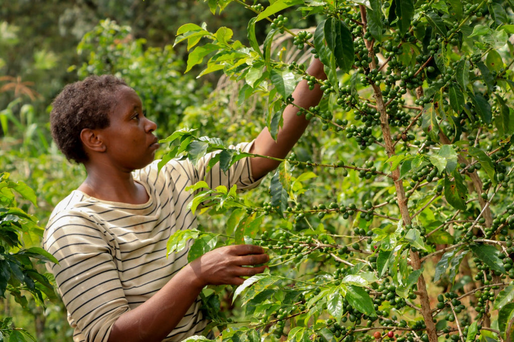 Direct Coffee Trade: Why It Matters for Consumers
