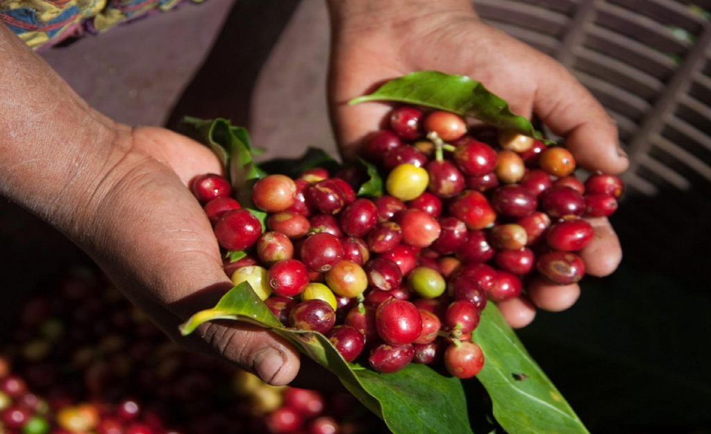 Kenyan Coffee: A Rich Blend of Flavor and Tradition