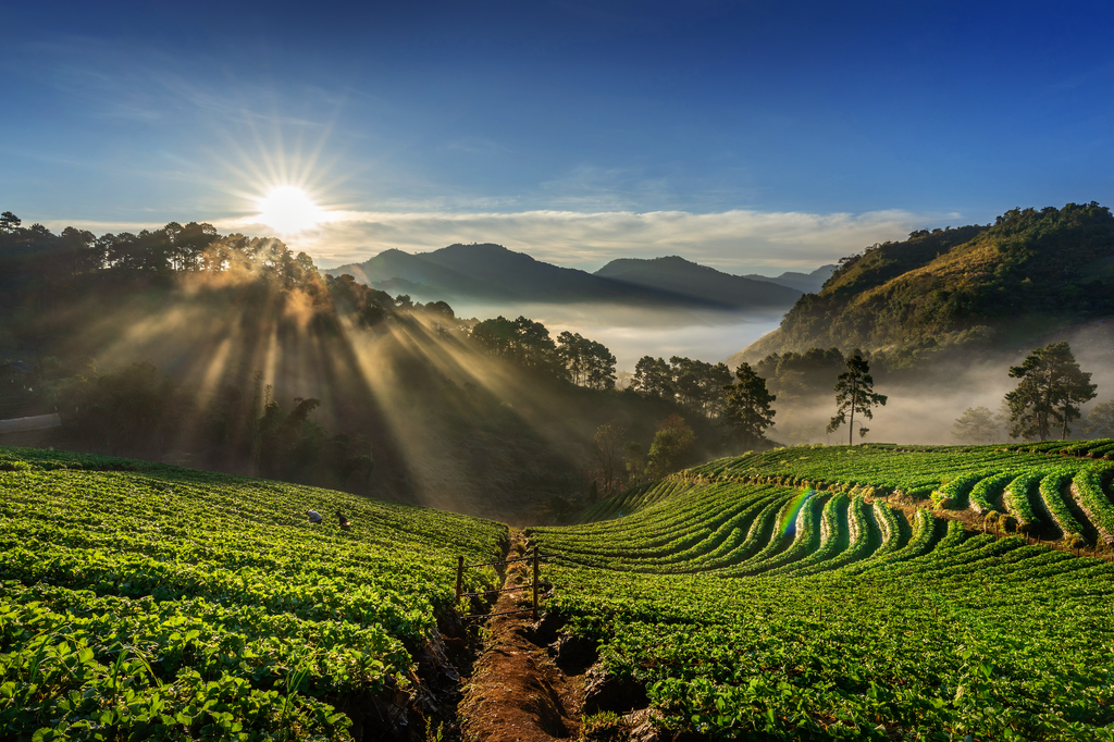 Batian Coffee Varietal: Transforming Coffee Farming through Sustainability
