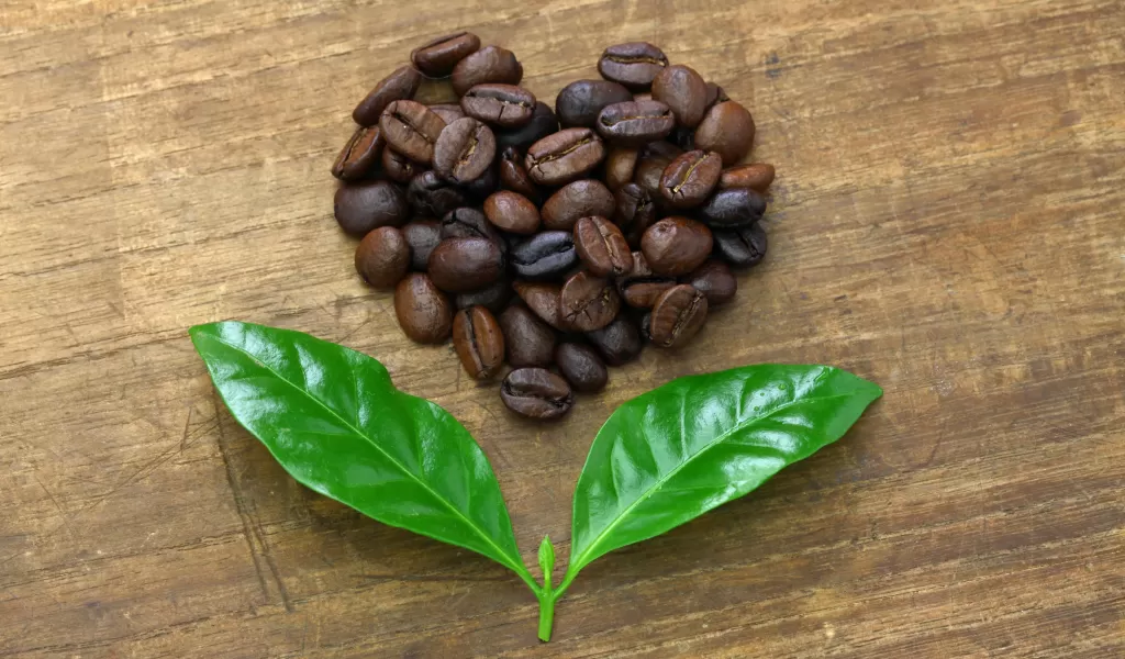 Sustainable Coffee: Why Your Choice of Coffee Matters